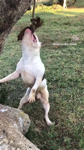 planning to do a repeat breeding. yes no votes down into the comment section