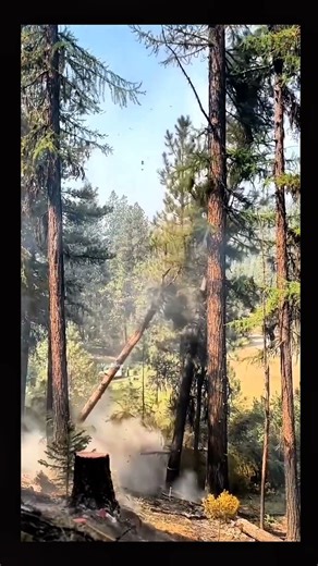 fallen pine tree