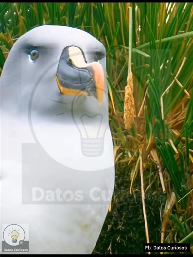 POLLUELO EN APUROS🧐 (Resubido por problemas con la plataforma)🫨 #Supervivencia #documental #vidasalvaje #mundoanimal #Impresionante #ciclo #Vida | Datos Curiosos