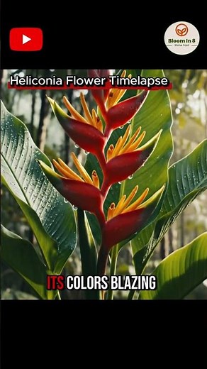Heliconia Flower Timelapse: Tropical Bloom in 8 Seconds. #shorts #timelapse #flowers #heliconia