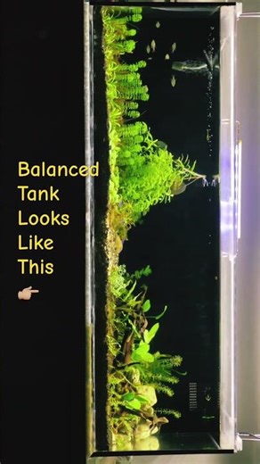 How a Balanced Aquarium Looks Like for beginners 🌿🐟 (Rotate for Full View)