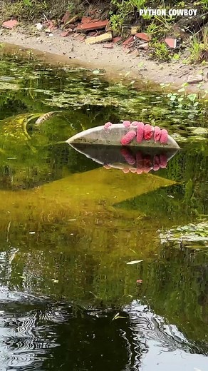 99K views · 2.4K reactions | Whenever I’m doing iguana removals in the city, I can’t help but notice all the trash around the canals and parks. It’s a horrible example of how we treat the places we share with wildlife. We can and should do better. Every piece of trash adds up, and so does every bit of effort to clean it up. Let’s take pride in our backyard. | Python Cowboy Hunts | Facebook