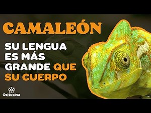 CHAMELEON: 9 Curiosities