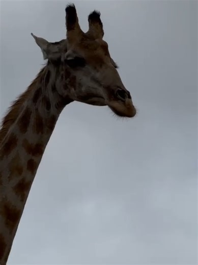 Giraffe Encounter at Gondwana Nature Reserve