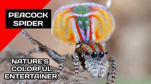 1.5K views · 40 reactions | Peacock Spider️ Nature's Colorful Entertainer | All About Animals Peacock Spiders are tiny, colorful jumping spiders from Australia, known for their vibrant patterns and elaborate courtship dances performed by males to attract females. They are harmless, agile hunters with excellent vision and are admired for their beauty and behavior. #peacockspider #jumpingspider #spiders #arachnid #wildlife | All About Animals | Facebook
