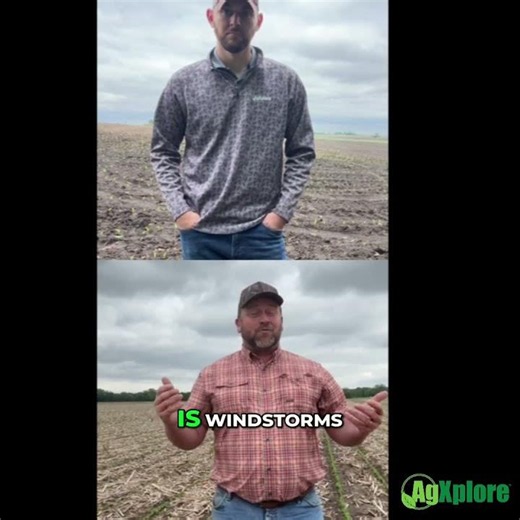 Why Potassium Timing Matters More Than Most Growers Think