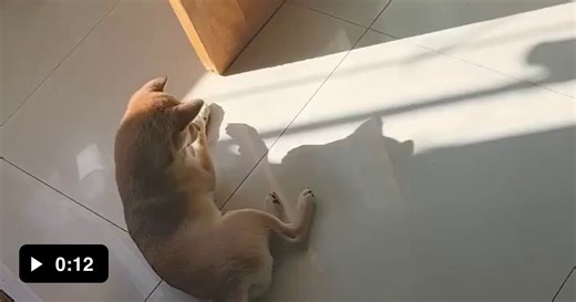 Doggo plays with his shadow. - Video