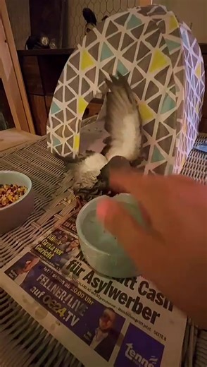 Caring for Domestic Pigeons: First Bath Experience
