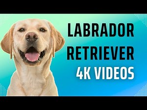 Labrador Retriever 4K videos : The Perfect Family Dog