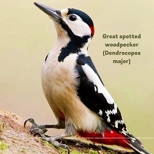 10K views · 510 reactions | Sound on! Learn to tell the difference...