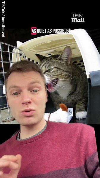 Veterinarian warns never to shout at your cat whilst at the vets