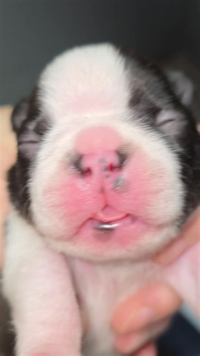 Xena babies 10days old😍🥰❤️🐾💎 | Diamonds In The Ruff Boston Terriers & Shiba Inus