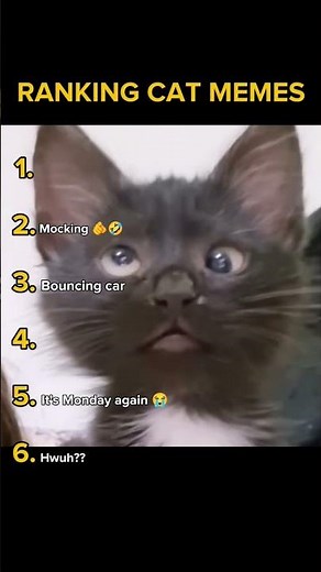 🐱 Ranking the Funniest Cat Memes Ever