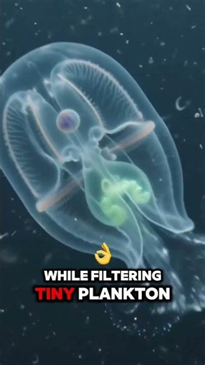 The Transparent Ocean Creature That Cleans the Sea! 🌊🫧 | Salp Facts #shorts
