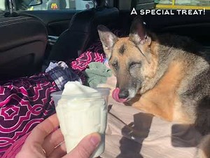 Providing Care and Comfort for Senior Paralyzed German Shepherd Dog with Degenerative Myelopathy