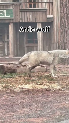 Tundra Wolf vs Arctic Wolf 🐺
