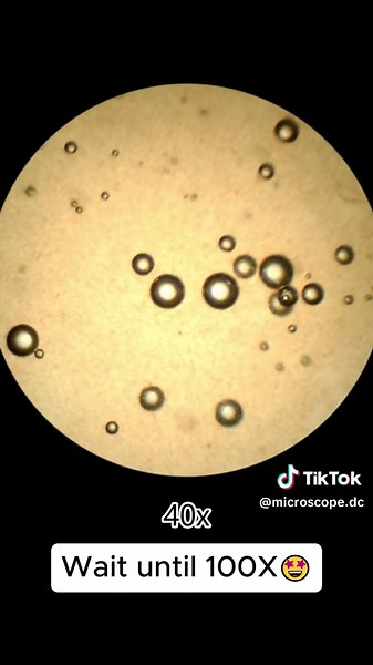 Exploring Pig Liver Under a Microscope: 400x Magnification