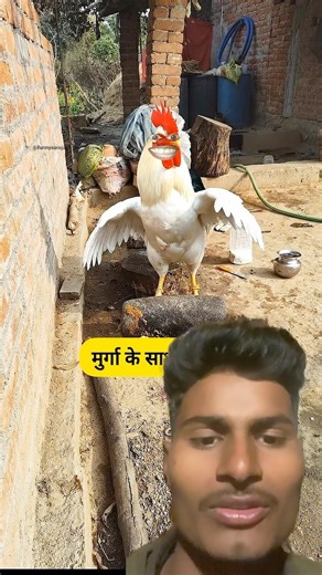 मुर्गा का साथ गद्दारी #funny #shilpisaroja #thetharpuns #comedy