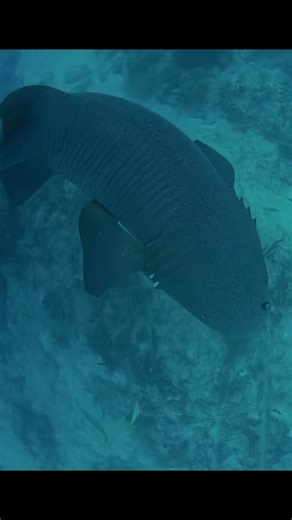 3.9K views · 53 reactions | Hooked on a Nurse Shark! We hooked a Nurse Shark using our RV1 fishing rod system. The RV1 serves not only as a fishing rod but also as a live video system. Our Electrical Fishing Line sends video data from our underwater camera straight to the surface. This means that we were able to watch this Nurse Shark fight in real time! #fishing #fisherman | ReelView Fishing | Facebook