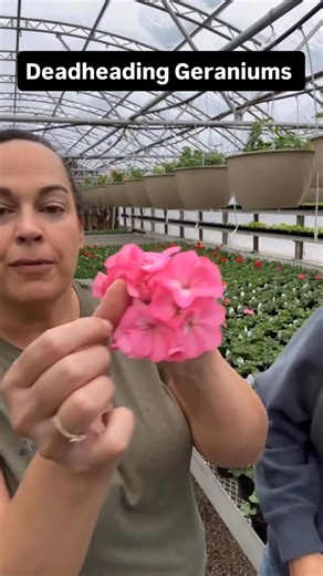 Use this technique to make your geranium flowers last longer. You can squeeze out a little longer from your geraniums before deadheading them properly. #geranium #geraniums #flowercare #flowers | Sharkey's Greenhouses
