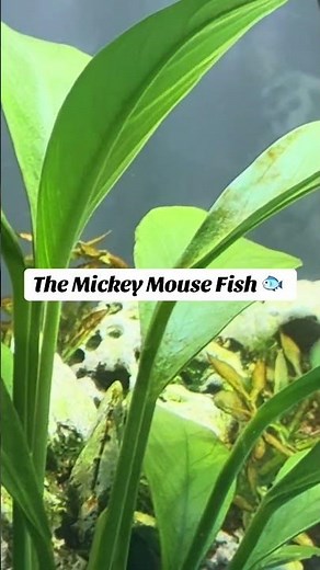 The Most Unexpected Hidden Mickey — Meet the Mickey Mouse Fish 🐟