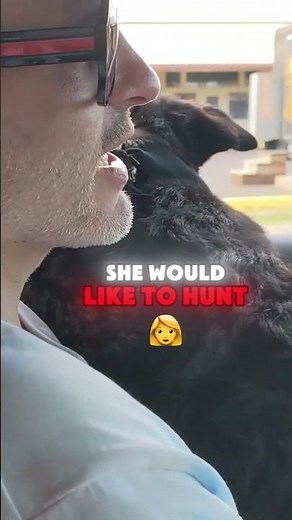 Pack Of Dogs Off To Hunt Wild Pig In Hawaii || Death By High 5ing