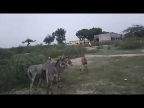 Donkey Running ✌
