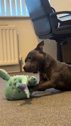 Whale destroyed before i could even choose audio for this TikTok 🙂🤪 #staffy #bullbreed #cutedog #bluestaffy #dogtok