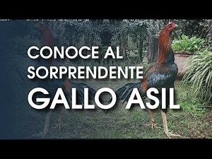 Asil 🐔 Una impresionante raza de gallina de la India