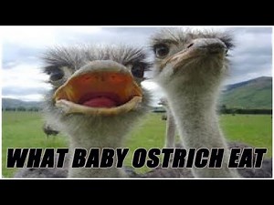 What Do Baby Ostriches Eat