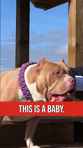 XL Bully dogs like this one to be banned in the UK