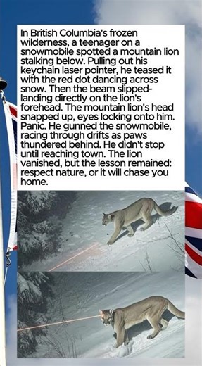 He Pointed a Laser at a Mountain Lion