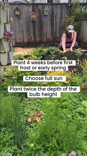 How to Plant Lilies from Bulb