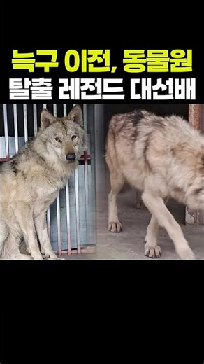 늑구 이전, 동물원 탈출 전설의 대선배 #늑구