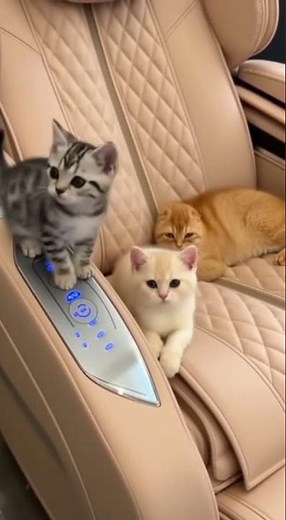 The gray tabby kitten is standing on the armrest and play control panel with its paw, #shorts