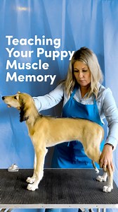 19K views · 351 reactions | These early puppyhood stack training sessions are all about creating a positive experience and building muscle memory from the stack. We stack our puppies in a quick stack, praise, and repeat only a few times per training session. Quickly they can start to learn what is expected of them. | Leading Edge Dog Show Academy | Facebook