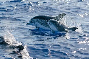 Cruises in Murrells Inlet, South Carolina