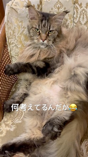ガタイの良い猫。 #cat #猫のいる暮らし #指先 #癒し #子ネコ #好きな子猫 #猫のいる生活