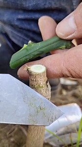 Easy Grafting Tips for Fruit Trees | Unique Methods Every Gardener Should Know | Cool Advantage