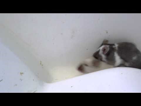 Accouplement chez la souris domestique