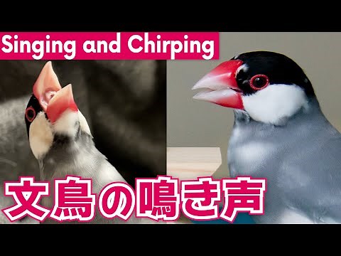 気持ちがわかる！オス文鳥の鳴き声パターン -The Meaning and Types of Java Sparrow Singing and Chirping