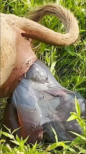 Dexter cow giving birth ———-GRAPHIC