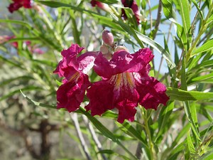 Create a beautiful dry garden