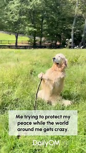 4.5M views · 114K reactions | Please teach us zen-master  video by IG : journeyofaservicedog #calm #innerpeace | DailyOM | Facebook