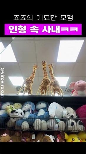 죠죠) 기둥 속 사내ㅋㅋㅋ