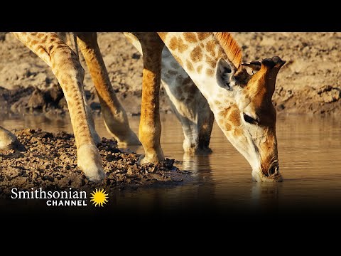 How Do You Count All the Wild Animals on a Wild Game Reserve? | Smithsonian Channel