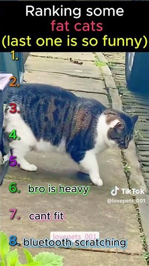 RANKING FAT CAT MOMENTS 😹 (Last one is very massive🤣) #catshorts #cat #funny #funnycats #pets #cute