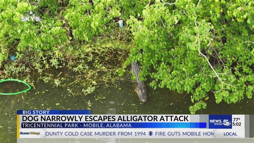 Alligator attacks dog in Mobile lake: Witness describes exactly what happened