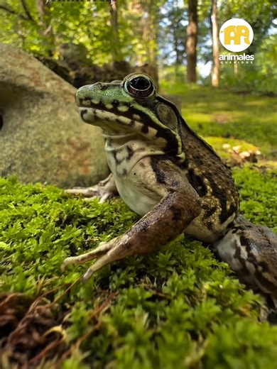 ¿Ranas cambiando de sexo? 🐸💔 Un estudio reveló que la atrazina, un herbicida usado en 80 países, causa que las ranas macho desarrollen órganos femeninos. ¡El 75% de los machos se ven afectados! Esto podría ser una extinción silenciosa. | Animales Queridos