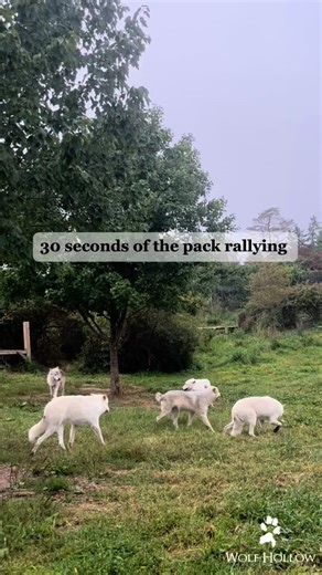 Let’s talk wolf behavior! It’s always a treat to see the pack rallying! When a pack rallies it’s a social event, consisting of howls, tail wagging, muzzle touching, parallel walking and more. These moments are essential for bonding between pack mates and solidifying social structure within the pack. These are also great teaching moments for our visitors, followers and staff. The ability to see the pack interact with each other in this way gives us a great glimpse into the world of wolf behavior!